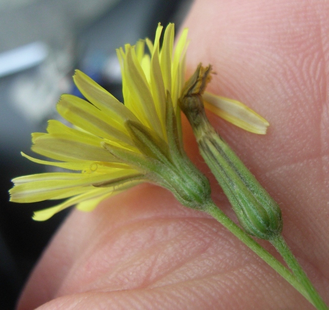 sul marciapiede - Crepis cfr bursifolia?